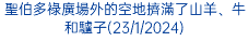 聖伯多祿廣場外的空地擠滿了山羊、牛和驢子(23/1/2024)